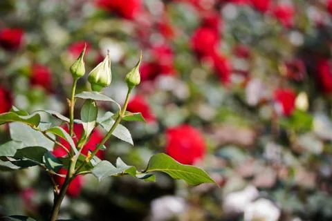 White rose buds in spring Stock Photos