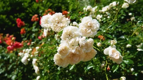 A white rose bush hangs over the garden. Stock Footage 244667322