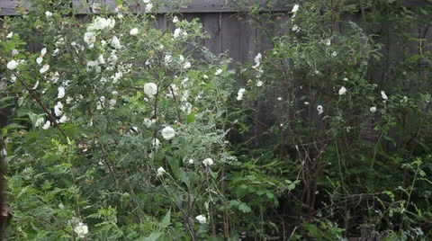 White rose bush in the rain Stock Footage 24739347