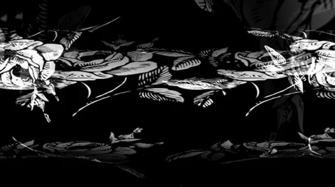 White Rose Circle 動画素材 34295459