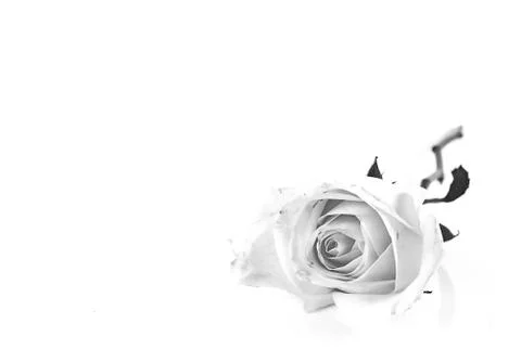 White rose close up on background Stock Photos