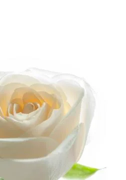 White rose close up on background Stock Photos