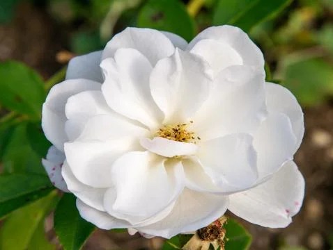 White rose close-up bloom Stock Photos