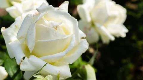 White rose close-up with dark background in garden Stock Photos