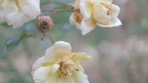 White Rose, close up Stock Footage 50445399