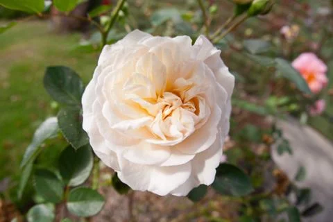 White Rose close up Stock Photos