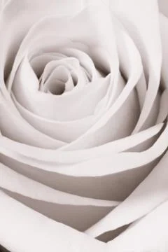 White rose close up Stock Photos