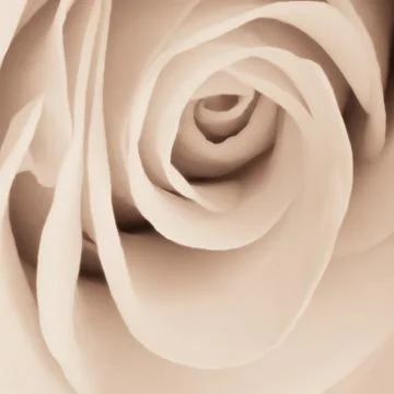 White rose close up Stock Photos