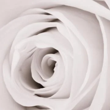 White rose close up Stock Photos