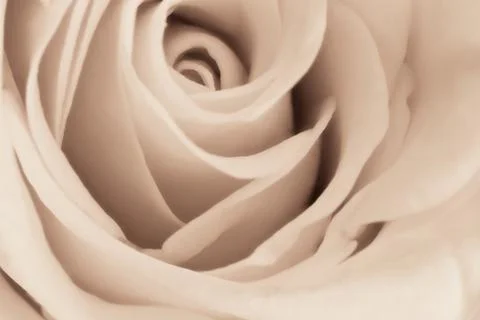 White rose close up Stock Photos