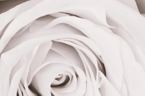 White rose close up Stock-Fotos
