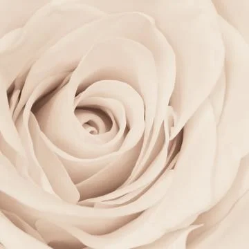 White rose close up Stock Photos