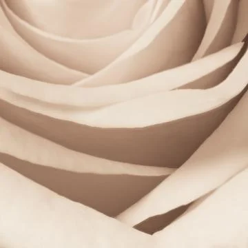 White rose close up Stock Photos