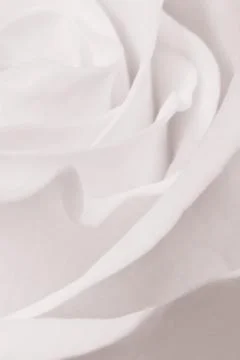 White rose close up Foto stock
