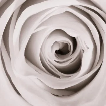 White rose close up Stock Photos