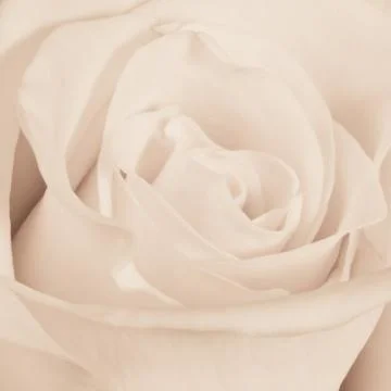 White rose close up Stock Photos