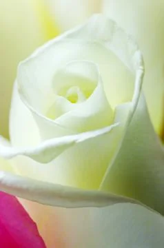 White rose close up Stock Photos