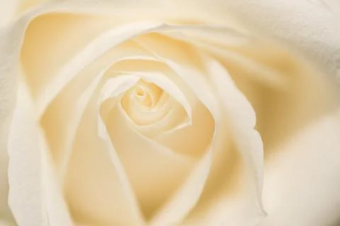 White Rose close up Stock Photos