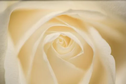 White Rose close up Stock Photos