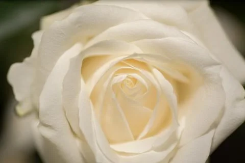 White Rose close up Stock Photos