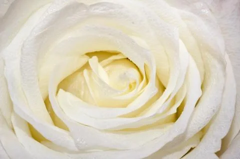 White Rose Close-Up Foto stock