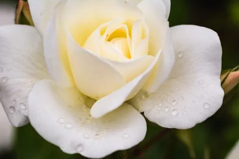 White rose close up Stock Photos