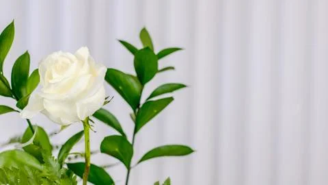 White Rose Close Up Stock Photos