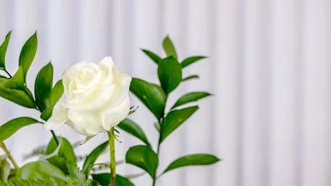 White Rose Close Up Stock Photos