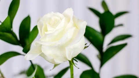 White Rose Close Up Stock Photos