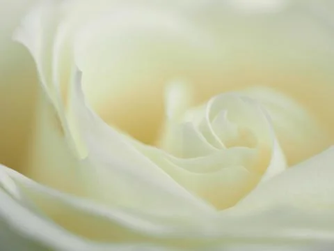 White rose close-up Stock Photos