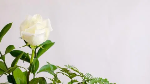 White Rose Close Up Stock Photos