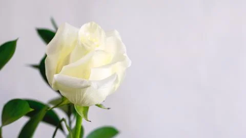 White Rose Close Up Stock Photos