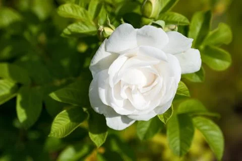 White rose close up Stock Photos