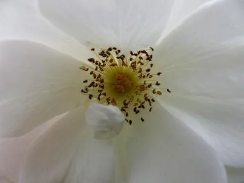 White rose - close up Stock Photos