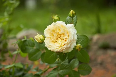 White rose close up Stock Photos