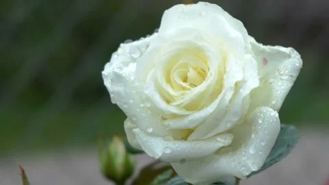 White rose closeup Stock Footage 128768447