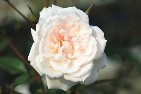 White rose closeup Stock Photos