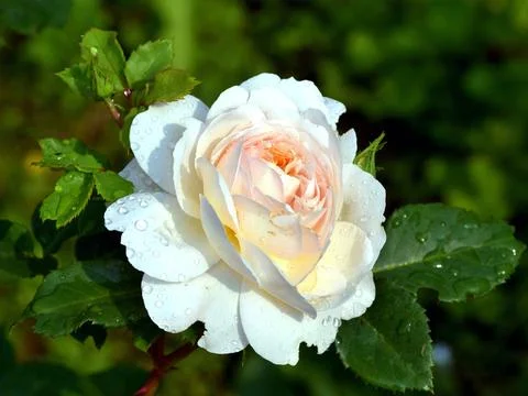 White rose closeup Stock Photos