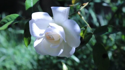 White rose in dappled sunlight Video stock 108394358
