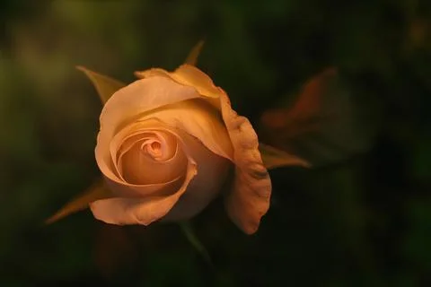 White rose with dark background with copyspace Stock Photos