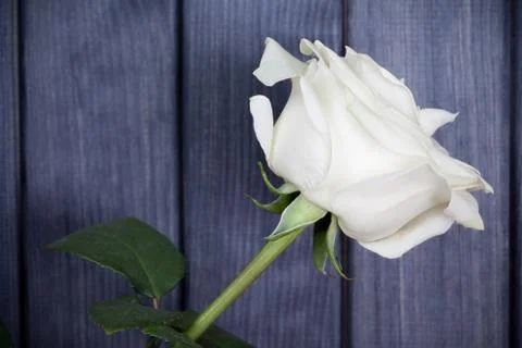 White rose on dark background Stock Photos