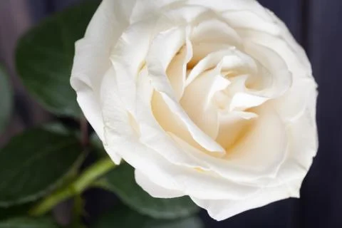 White rose on dark background Stock Photos