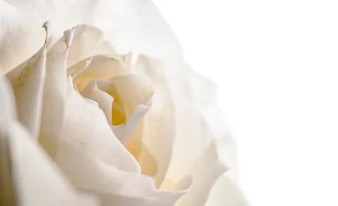White rose on dark background Stock Photos