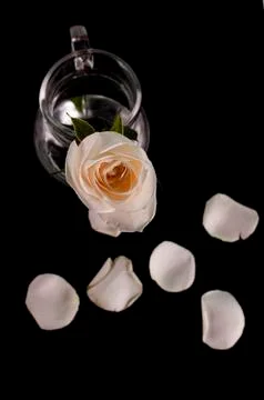 White rose on dark background Stock Photos