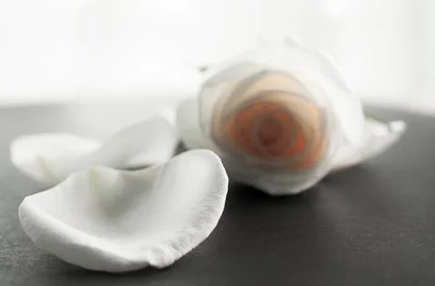 White rose on dark background Stock Photos