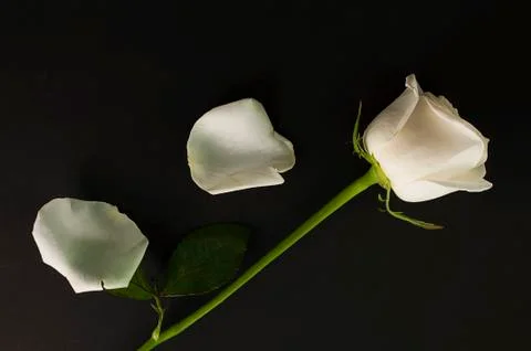 White rose on dark background Stock Photos