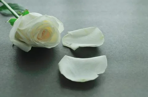 White rose on dark background Foto stock
