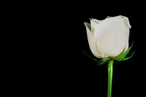 White rose on dark background Foto stock
