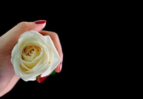 White rose on dark background Stock Photos
