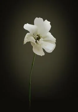 White rose on a dark background. Stock Photos